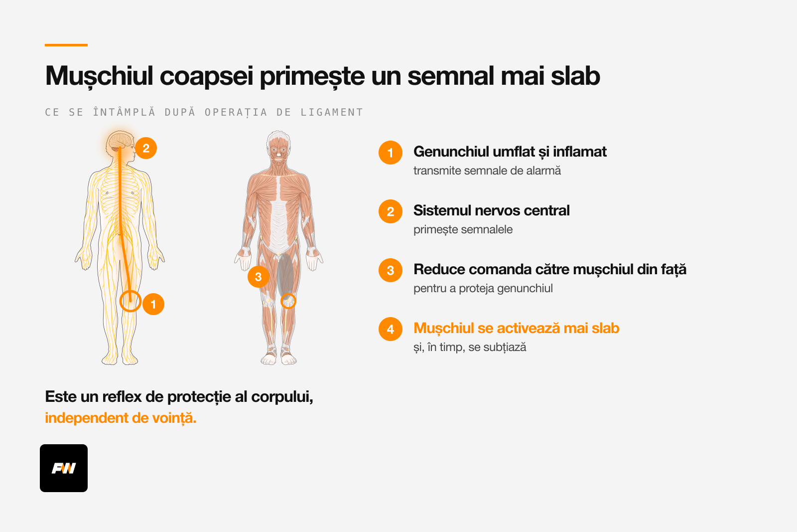 Genunchiul operat trimite semnal spre sistemul nervos central, care dă mai încet comanda către coapsă