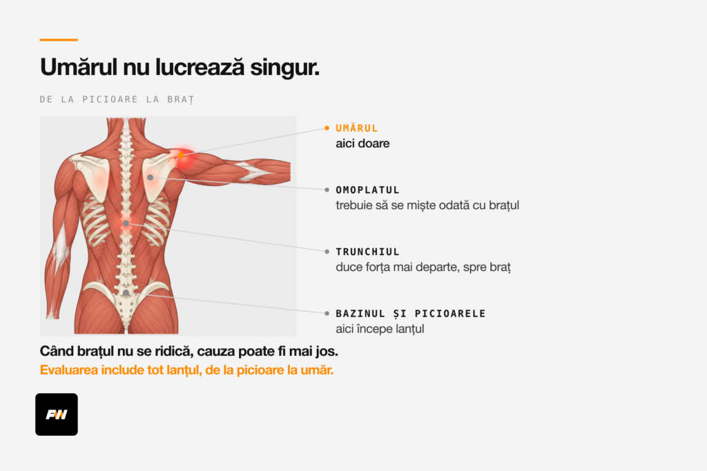 Spatele văzut din spate, cu umărul, omoplatul, trunchiul și bazinul legate în același lanț